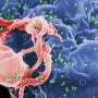 阴性HIV病毒试验为阴性