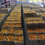 Agrokor radi na projektu zaštite neretvanske mandarine