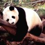 大熊猫获的"再教育"