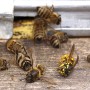 UE: chiesta una riduzione dei pesticidi per proteggere le api