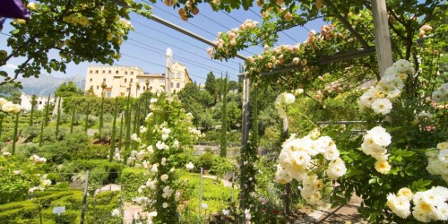 Ai Giardini di Castel Trauttmansdorff sbocciano le rose
