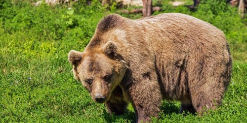 Abruzzo, avvistato un orso marsicano in libertà