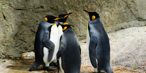 Le feci dei pinguini producono gas esilarante