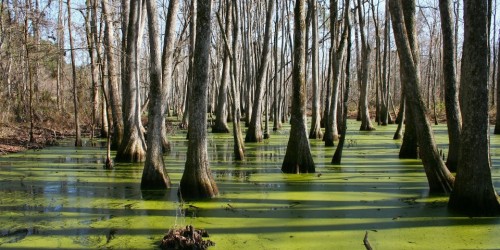 Secondo un nuovo studio il delta del Mississippi è in uno stato di collasso irreversibile