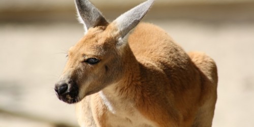 Savona come Sydney: trovato un canguro che scorrazzava in città