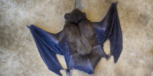 Come sconfiggere il coronavirus ce lo insegnano i pipistrelli