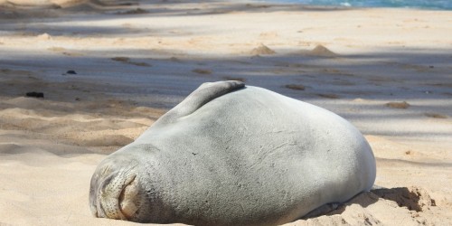 Puglia,trovato un cucciolo di foca monaca nato in Italia