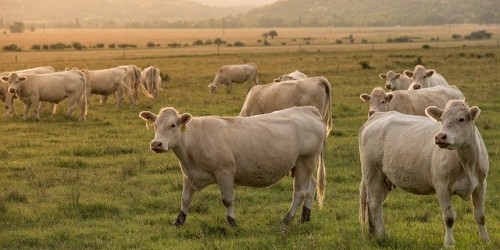Il rimedio contro i predatori di bestiame? Pitturare occhi sulle loro natiche