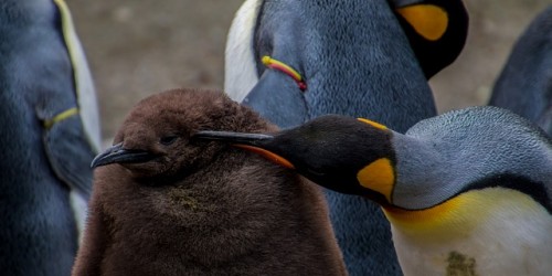 Scoperte undici nuove colonie di pinguini in Antartide grazie ai satelliti