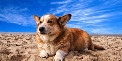 Vacanze con il cane, ecco le spiagge dog friendly del nord Italia