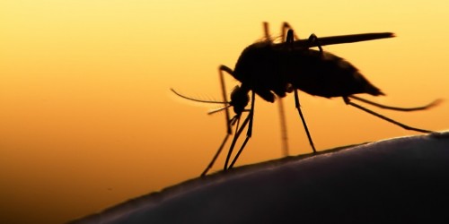 Domani cade il World Mosquito Day: ecco tutte le malattie trasmesse dalle zanzare