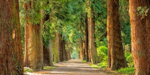 “Gli alberi che crescono più in fretta hanno vita più breve”: il nuovo studio