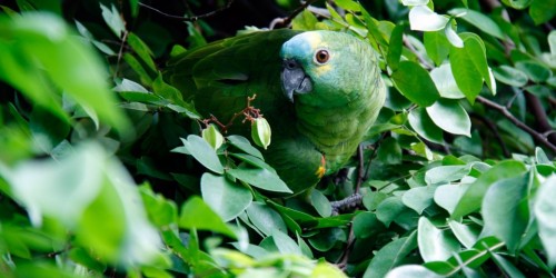 Brasile, microsatelliti per salvaguardare la foresta amazzonica