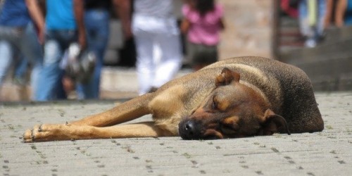 Grecia, da oggi chi maltratta gli animali rischia fino a 10 anni di carcere
