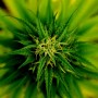 La marijuana diminuisce la probabilità di concepire?