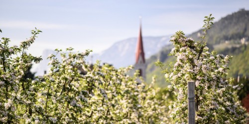 Alto Adige, aprile di festa con la nascita di "Lana in fiore"