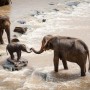 India, vacanze nelle "wellnes farm" per gli elefanti dei templi