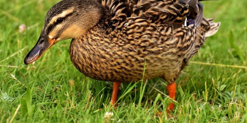 "Sull'influenza aviaria H5N8 in Russia evitare allarmismi". Le parole del SIMIT