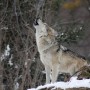 Spagna, presto un divieto per la caccia al lupo