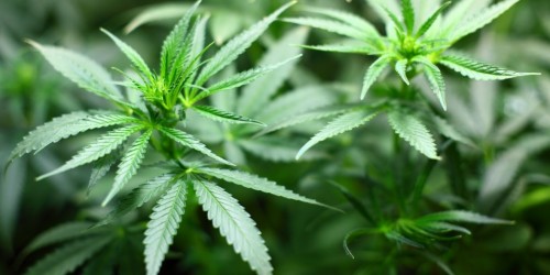 Legalizzazione cannabis, il governo rischia la crisi