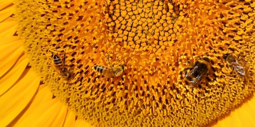 Cyber-Bee e Libraesva avviano un comune progetto di sostenibilità: ‘Sustain Hive’