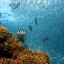 Per l'Unesco la Grande Barriera Corallina non è a rischio, ma ci è mancato poco