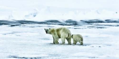 Gli orsi polari cacciano i trichechi con pietre o pezzi di ghiaccio