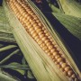 Agricoltura, a Ferrara produzione mais dimezzata a causa della siccità