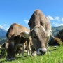 Giappone, comune affitta mucche da pascolo per riqualificare terreno