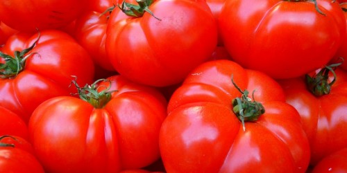 Serre hi-tech e sostenibili per produrre pomodori italiani tutto l’anno