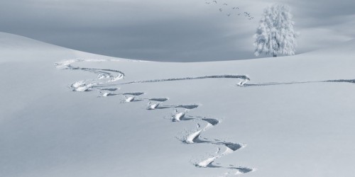 La neve ai masi Gallo Rosso
