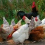 Cina, ritorna l’influenza aviaria (senza rischi di contagio)