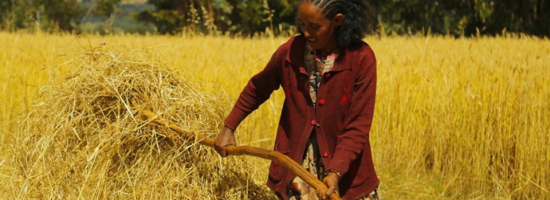 Agricoltura, da Sant’Anna un metodo per accelerare la produzione di grano