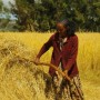 Agricoltura, da Sant’Anna un metodo per accelerare la produzione di grano