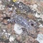 在中国一快蜥蜴的化石发现了