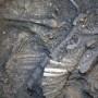 U Vinkovcima pronađen ženski kostur stari 1700 godina