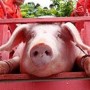 越南: 活猪被屠杀为传统