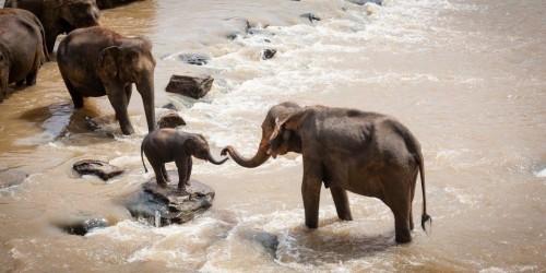 India, vacanze nelle "wellnes farm" per gli elefanti dei templi