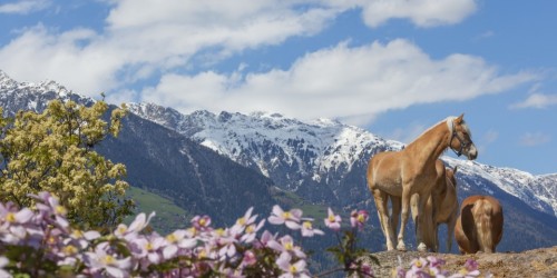 Arriva la primavera anche ai masi Gallo Rosso (FOTO)