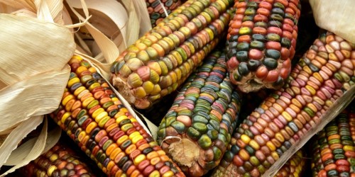Messico, ritrovato il Dna delle sementi tradizionali di mais
