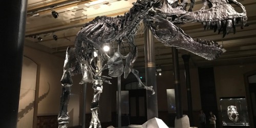 Tirannosaurus rex, il censimento: sono stati 2,5 miliardi