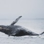 In Giappone è iniziata la stagione di caccia commerciale alle balene