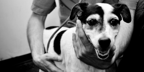 Dog Film Festival presenta il Premio FNOVI, un giorno da medico veterinario