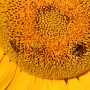 Cyber-Bee e Libraesva avviano un comune progetto di sostenibilità: ‘Sustain Hive’
