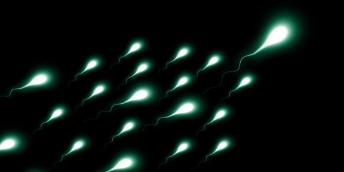 Al computer la simulazione della “corsa degli spermatozoi”