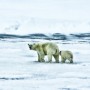 Gli orsi polari cacciano i trichechi con pietre o pezzi di ghiaccio