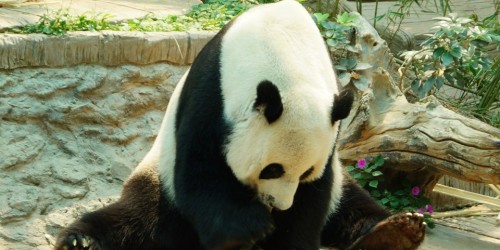 In uno zoo francese sono nati due cuccioli di panda gigante