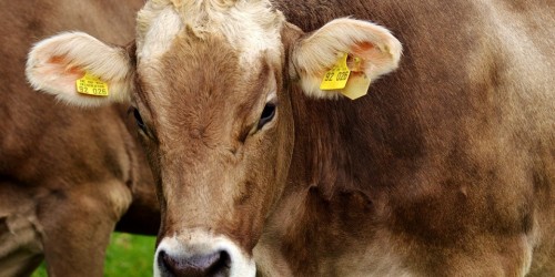 Due casi di mucca pazza in Brasile: stop dell'esportazione in Cina