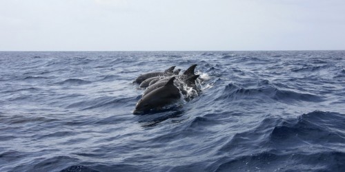Mattanza di delfini alle Faer Oer: reazione della popolazione locale