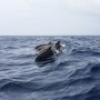 Mattanza di delfini alle Faer Oer: reazione della popolazione locale